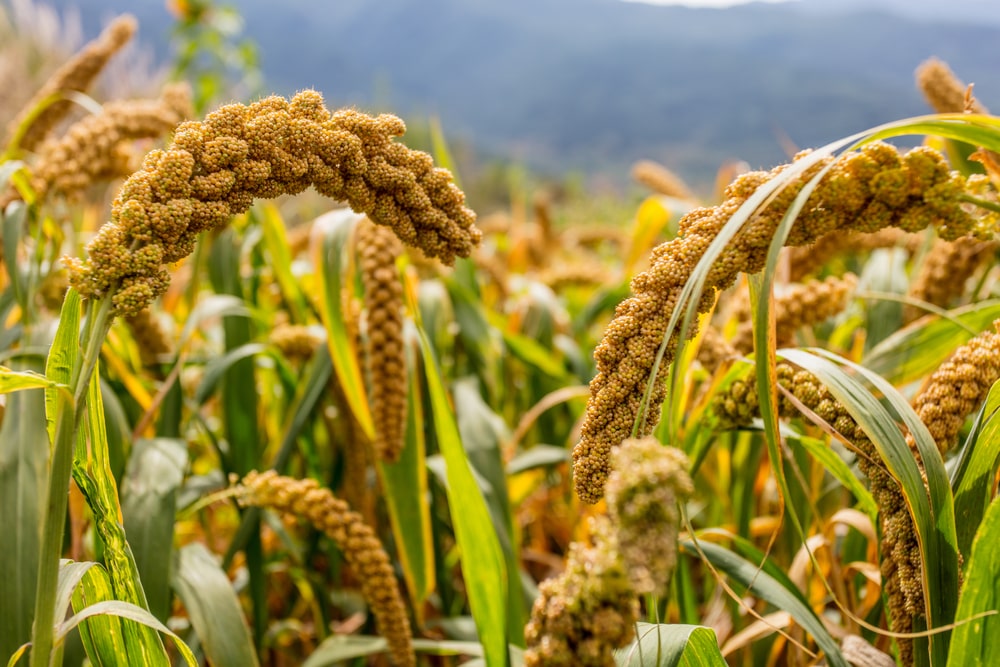 a field of millet with a close up on the grains