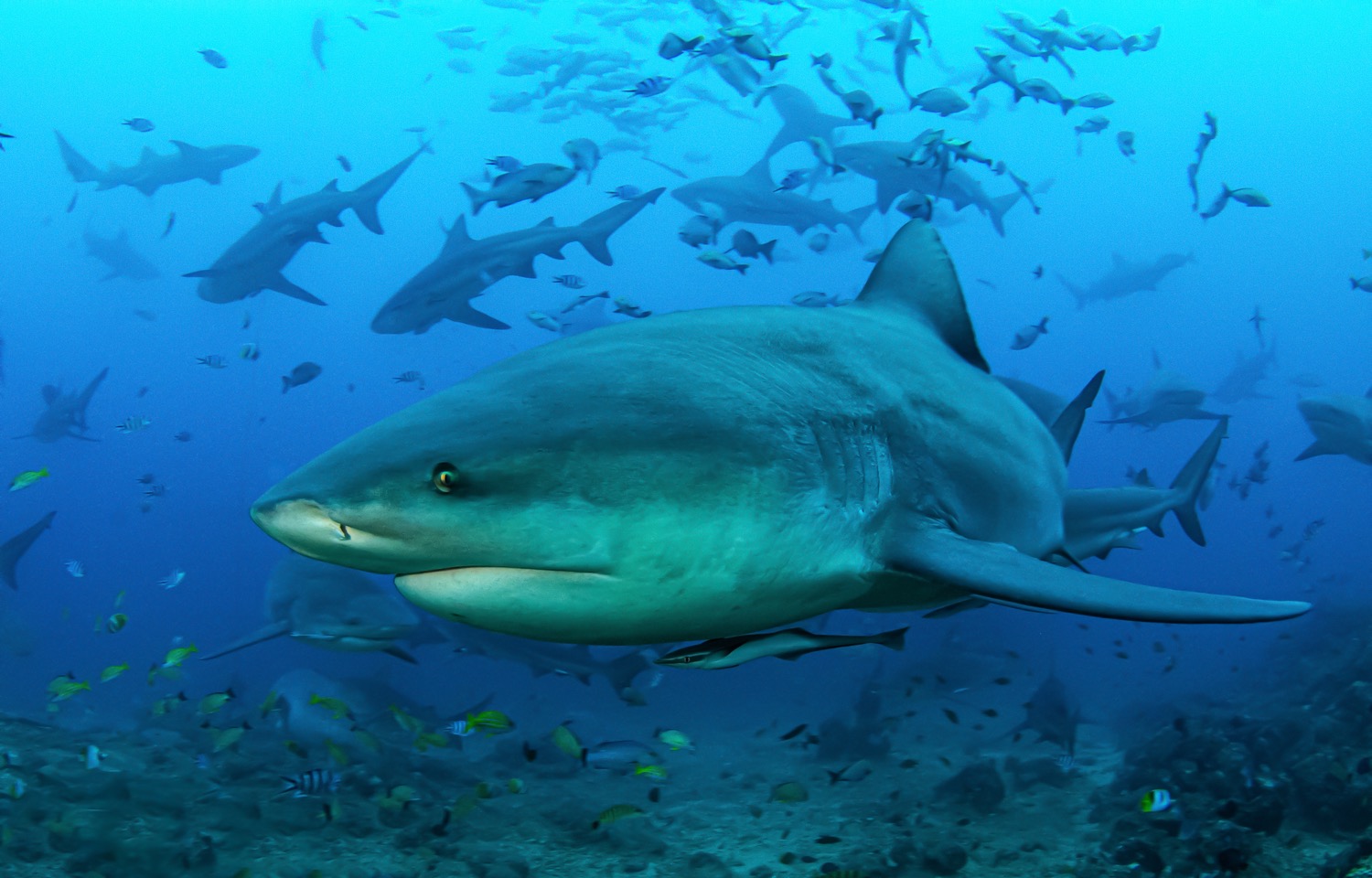 Shark Land: Deep Sea - Apps on Google Play