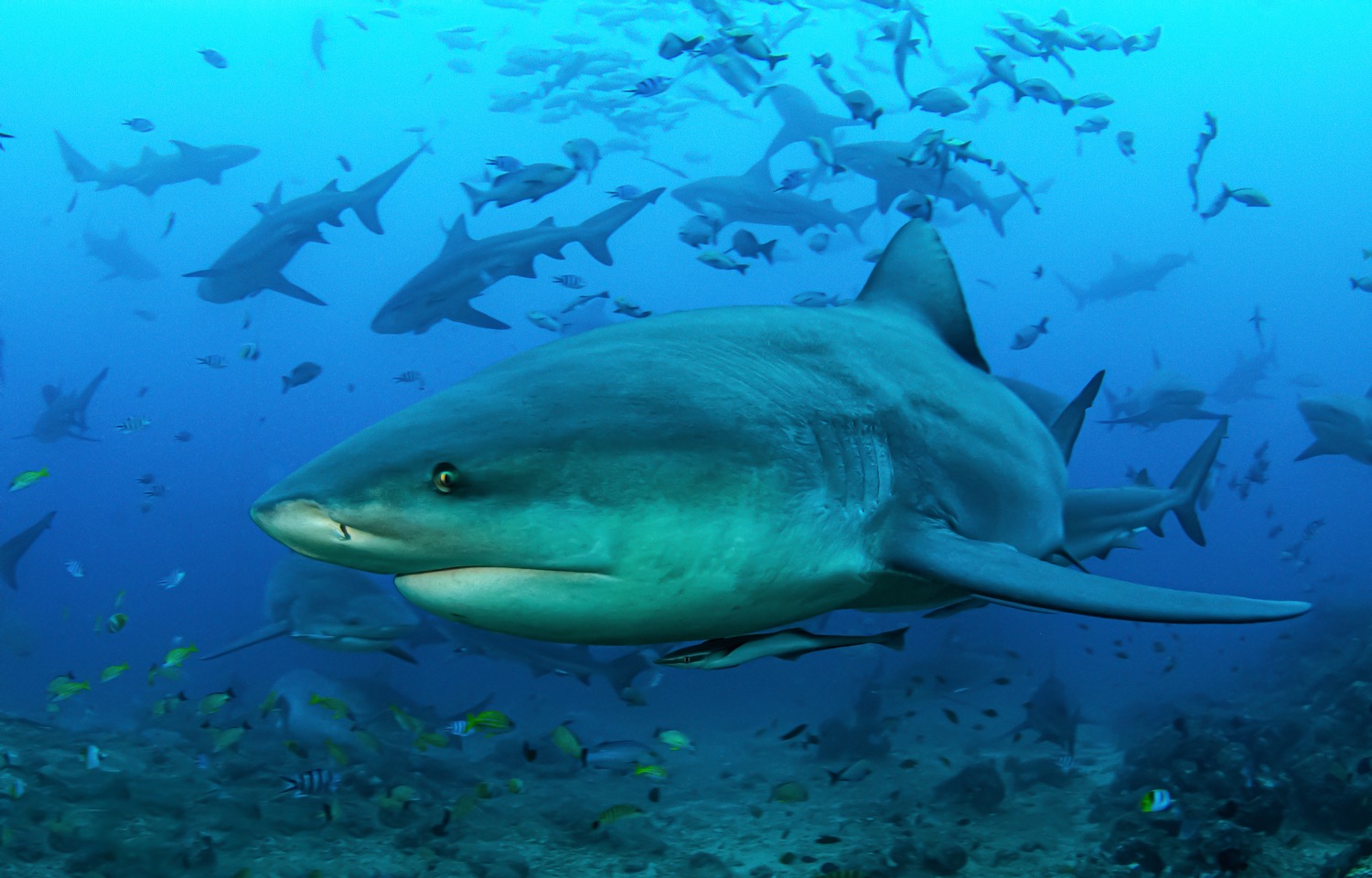 a shark close to the camera looking at it. in the background are dozens of other sharks swimming around