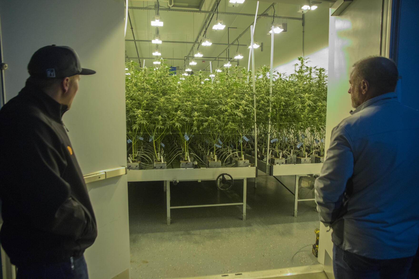 two men stand outside the doors of a warehouse. inside are rows and rows of growing marijuana