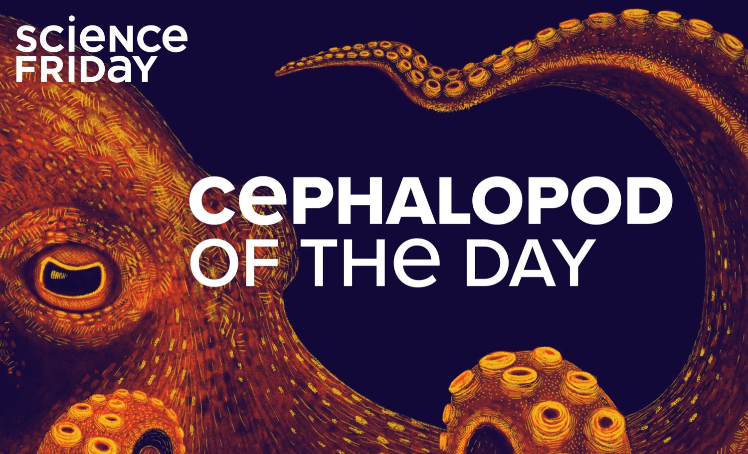 An illustration of an orange octopus with text 'science friday, cephalopod of the day'