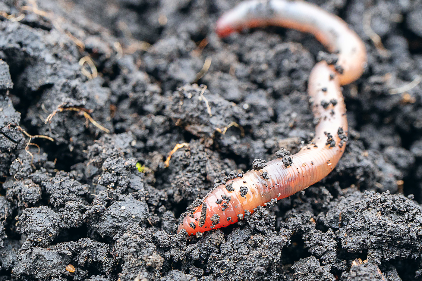 earth worm close-up in a fresh wet earth, visible rings on the body of a worm