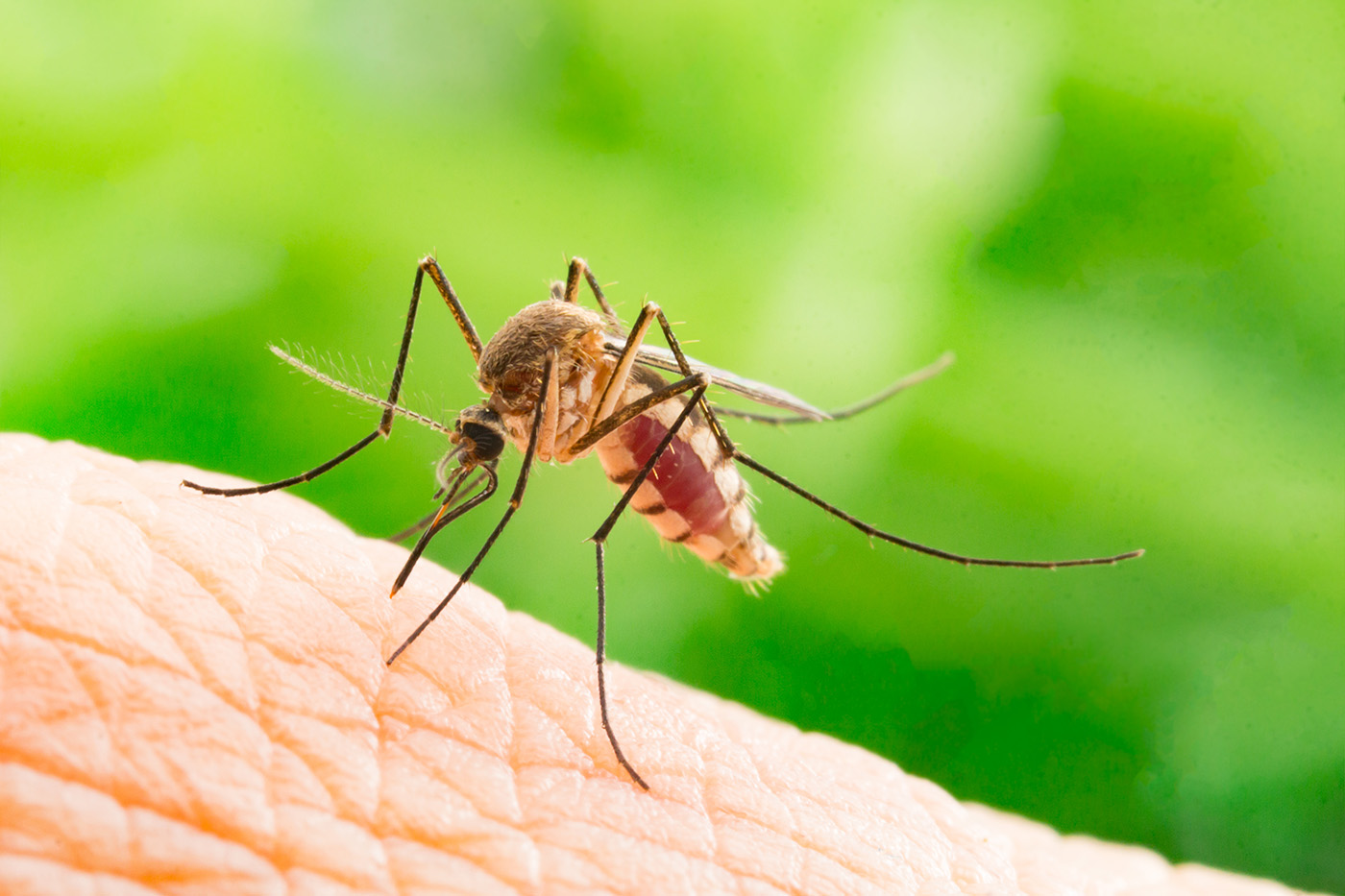 Close up of a mosquito sucking human blood.