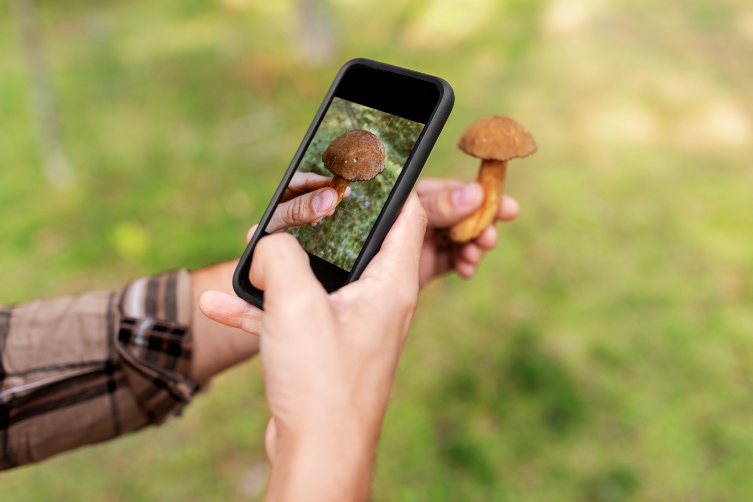 someone taking a picture of a small brown mushroom with their phone