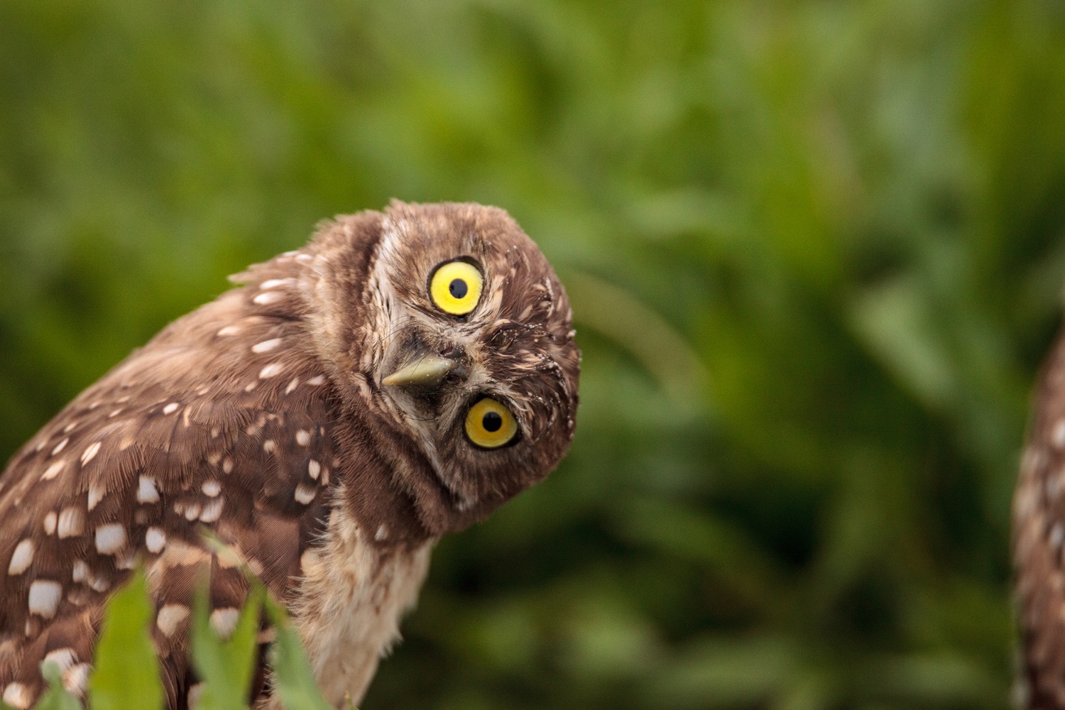 an owl cocking its head 90 degrees looks straight into the camera