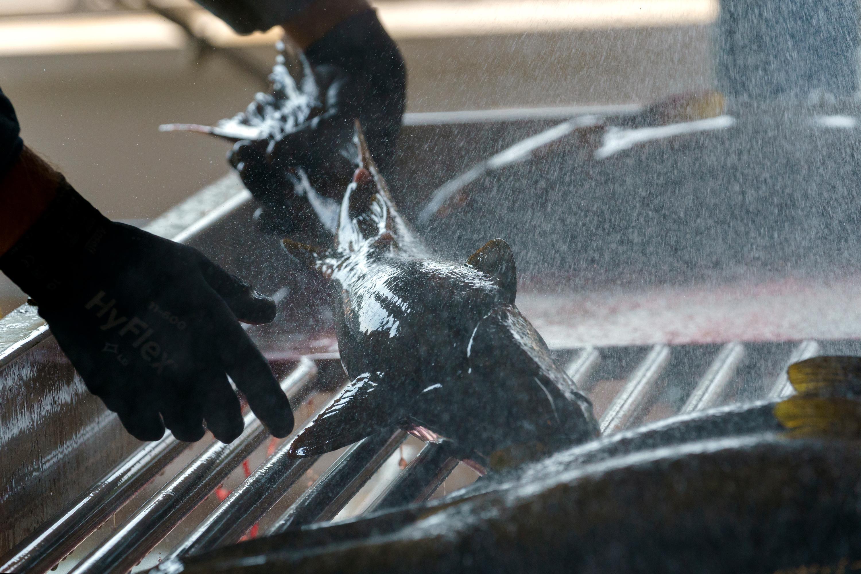 a salmon being washed on a conveyer belt