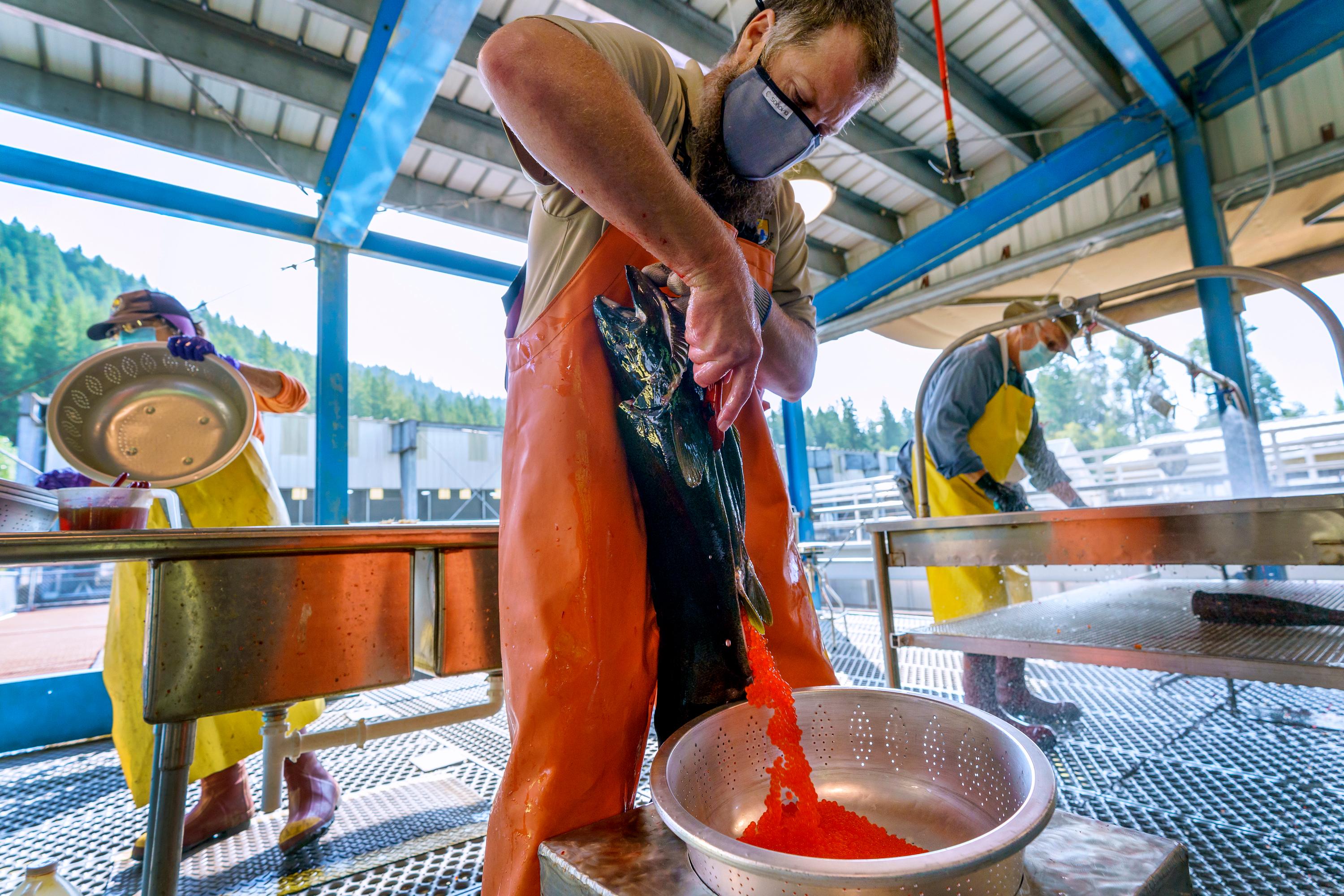 A man in an orange waterproof apron splits a salmon open emptying its sack of dozens of small red eggs