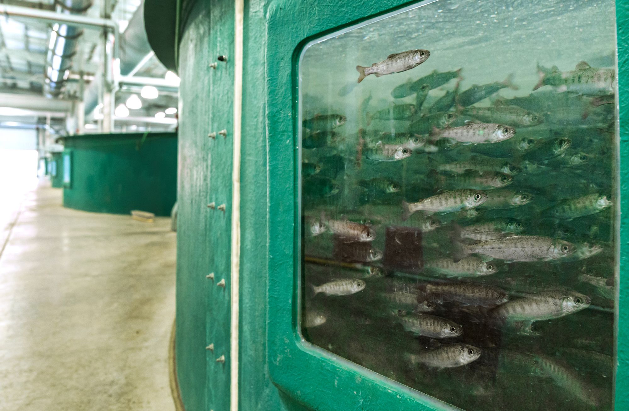 A round tank with a crowd of small fish swimming by a window. In the background are more identical tanks.