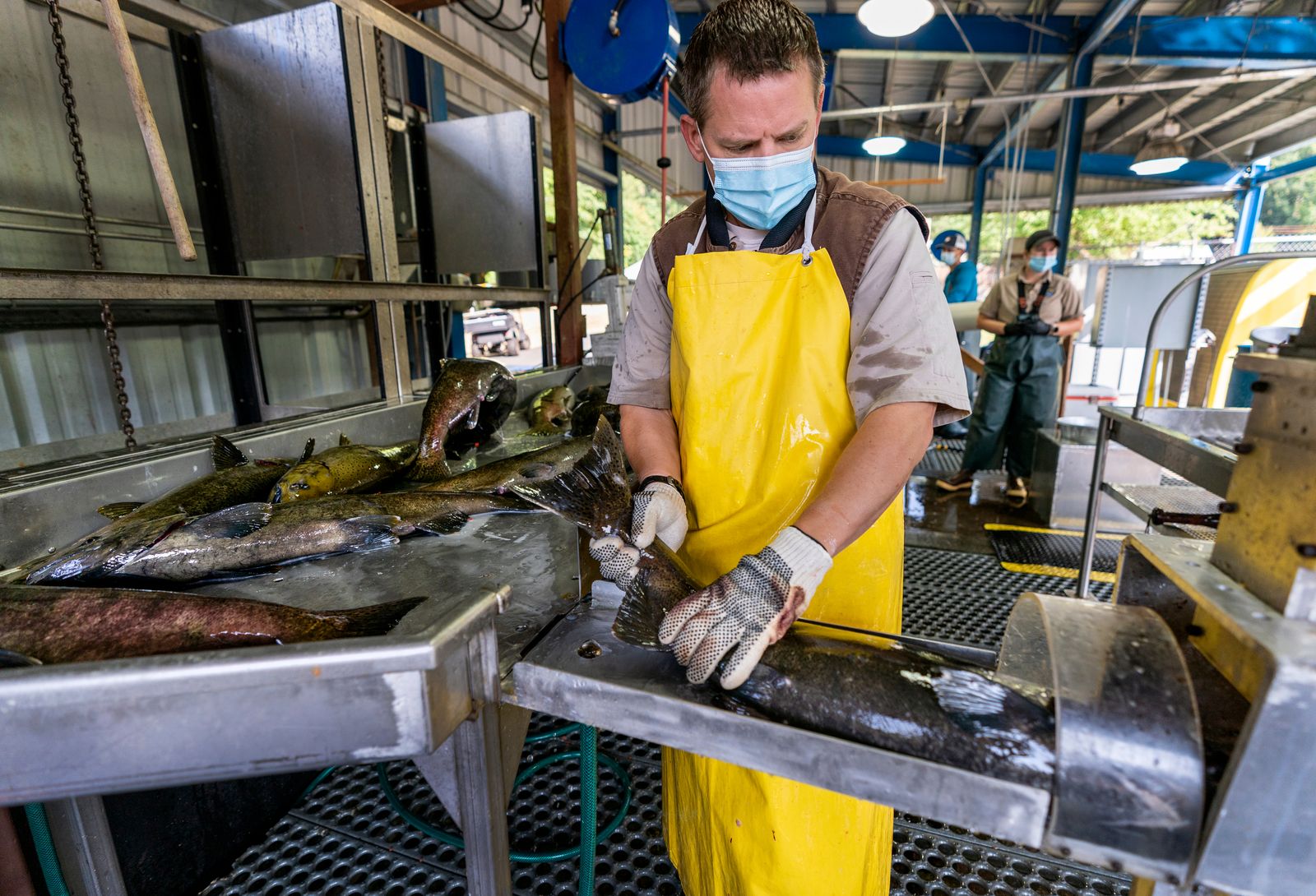 A man in a yellow waterproof apron slides a fish headfirst toward a machine. Beside him is a stainless steel table of other fish.