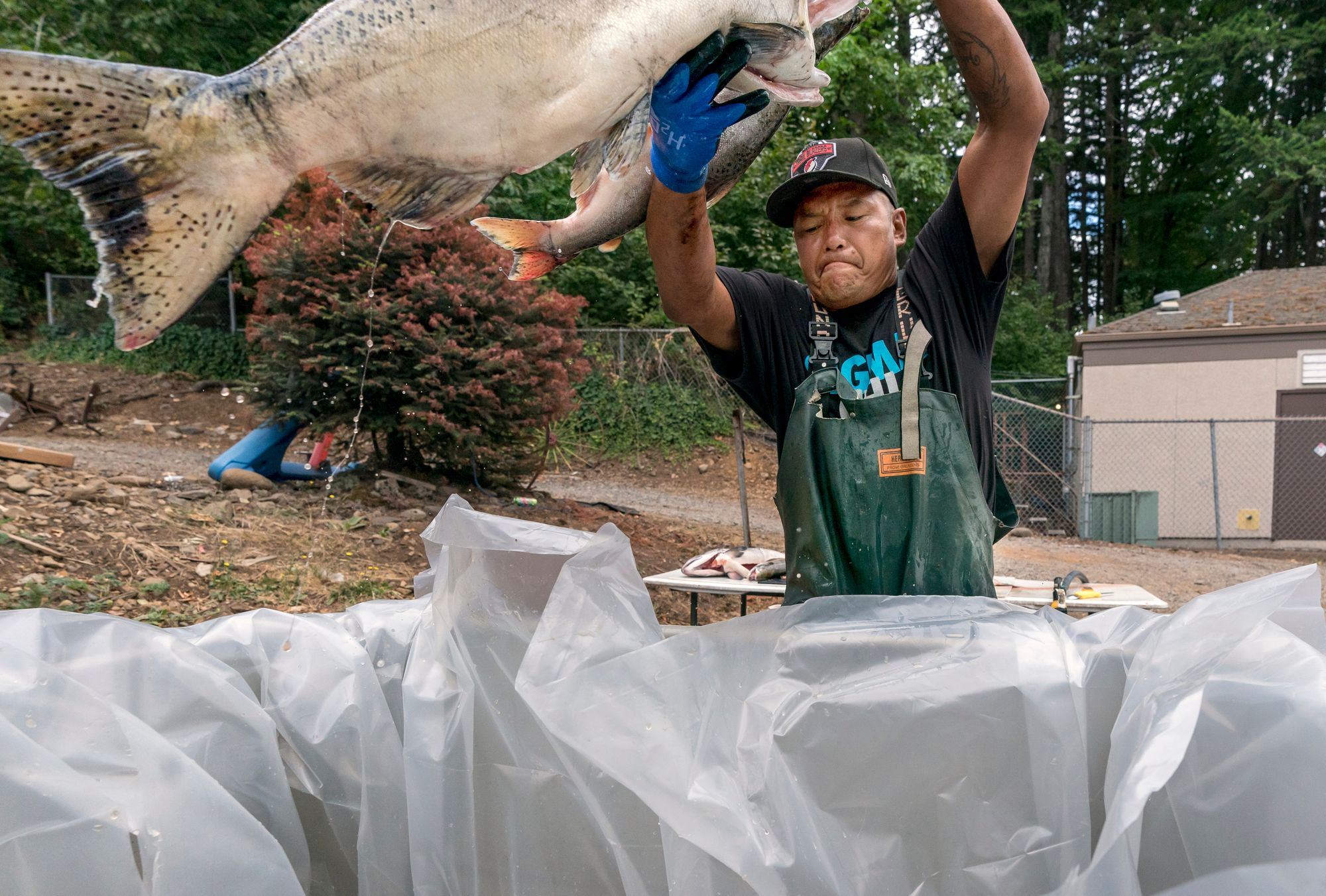 an indigenous man wearing a waterproof apron and a baseball cap throws a large salmon into a large plastic sheet lined container