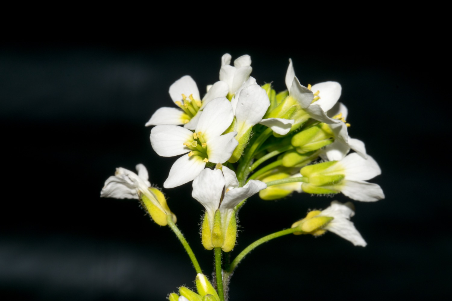 small white flowers with green stems against a black background