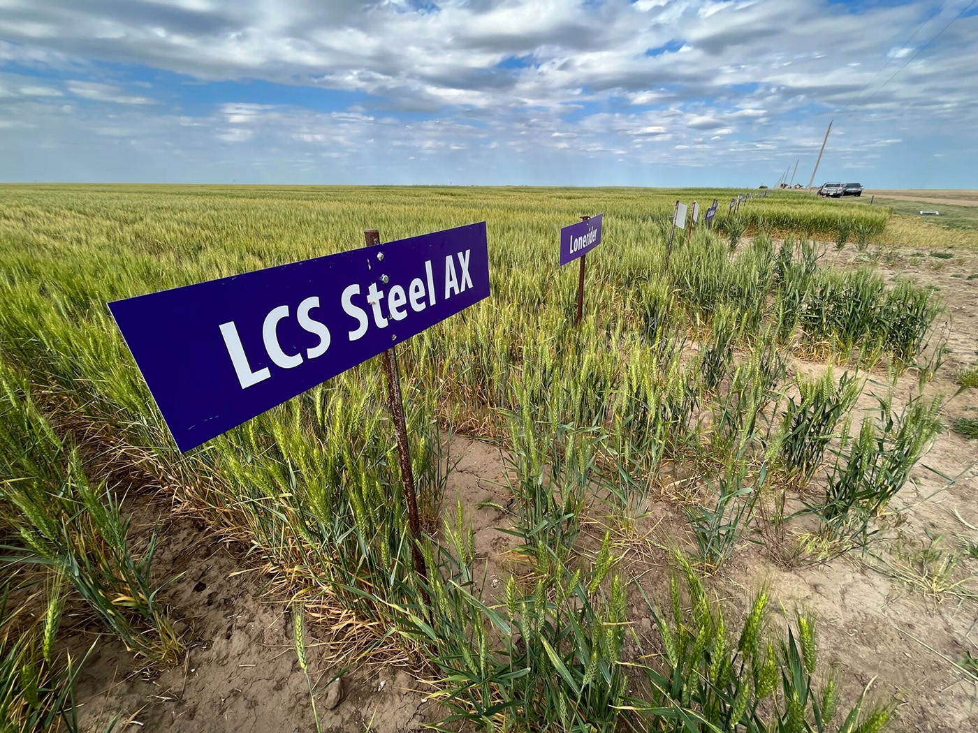 Green wheat fields with several signs planted in the ground, not far apart. The readable one says: "LCS Steel AX"