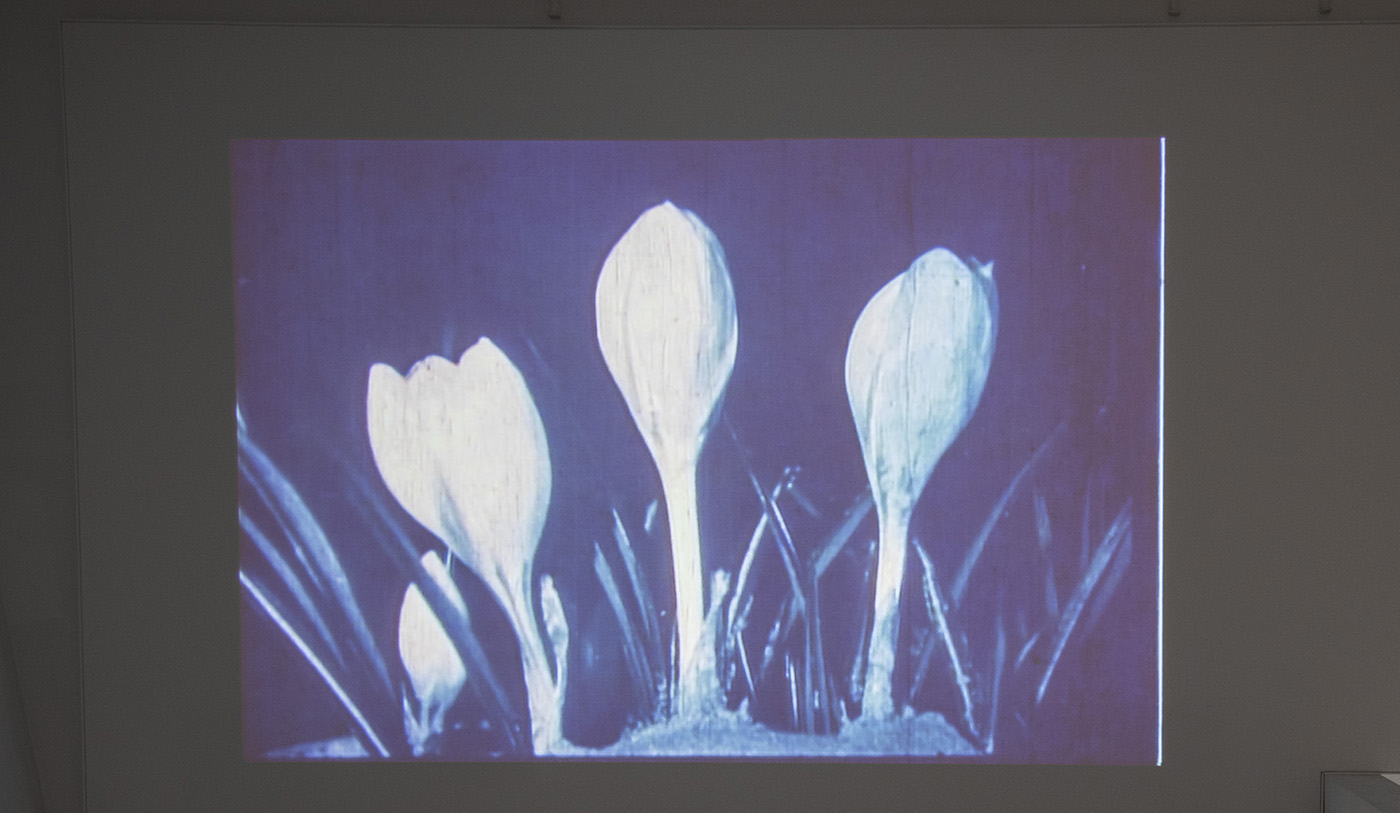 Three living tulips projected onto a white wall