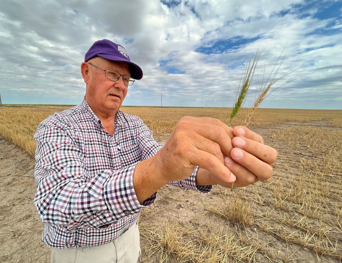 A man in a baseball cap holds two heads of wheat in his hands.
