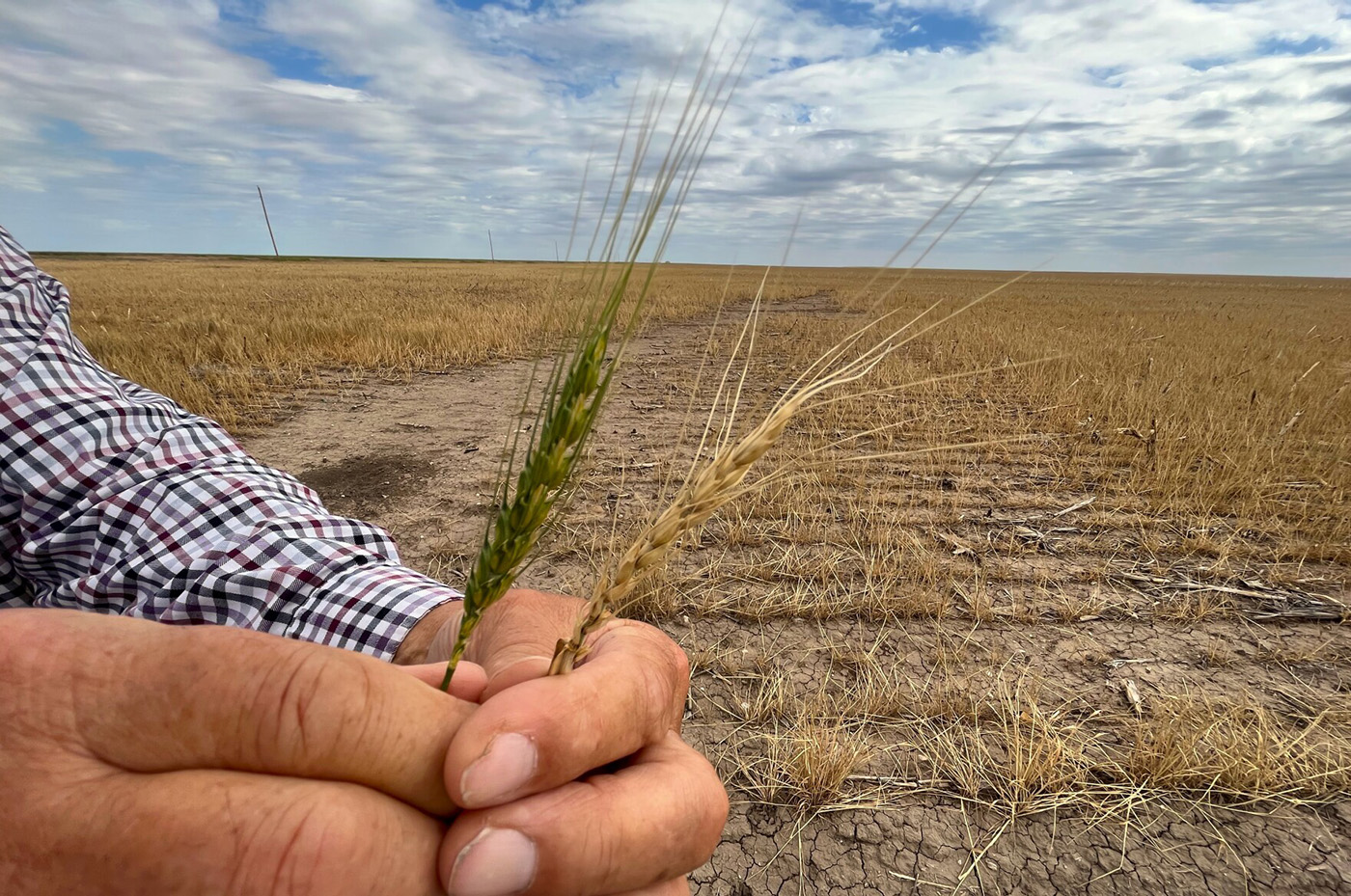 Hands holding two wheat heads, one yellow and one green.