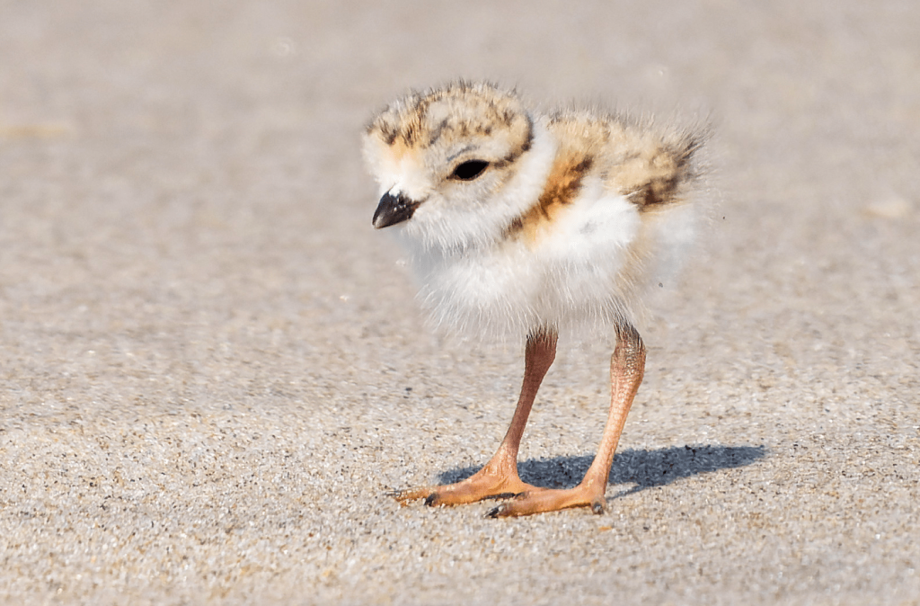 a white and light brown small bird on the sand. it looks quite small