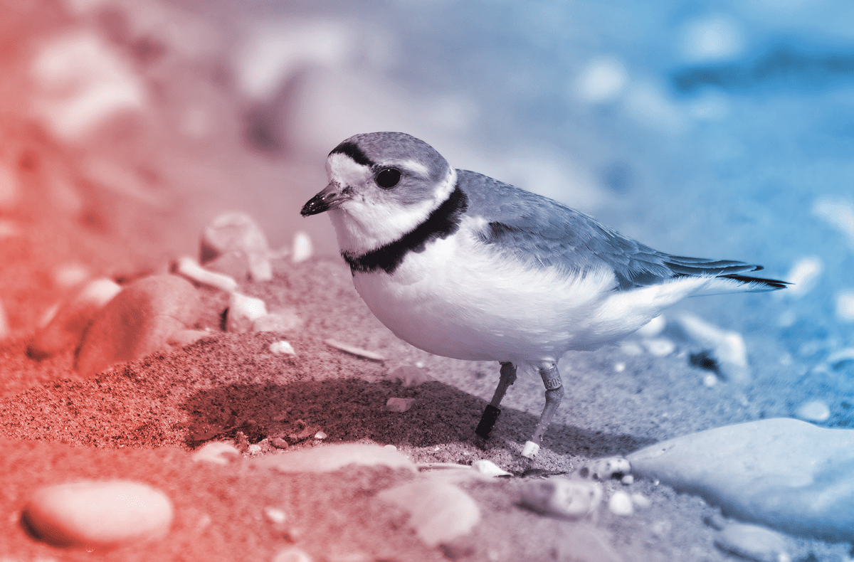 Piping Plovers: The Adorable Shorebird That Everyone Wants to Save - Vimarsana News