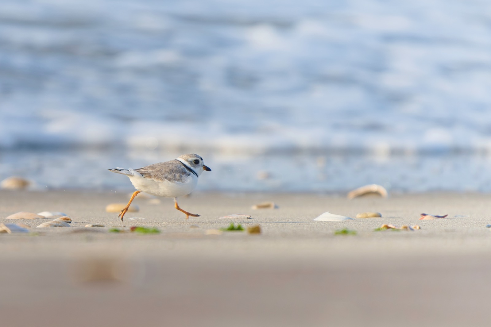 a white and light brown small bird running across the sand with the ocean in the background