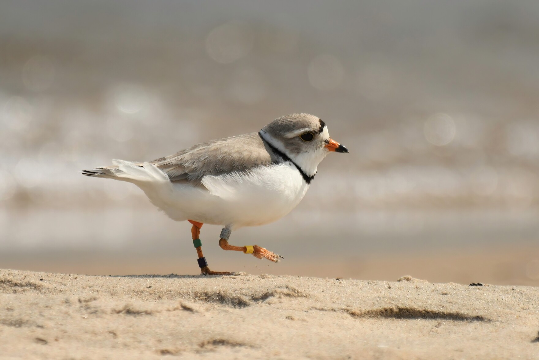 a small white and light brown bird walking along the sand on a beach