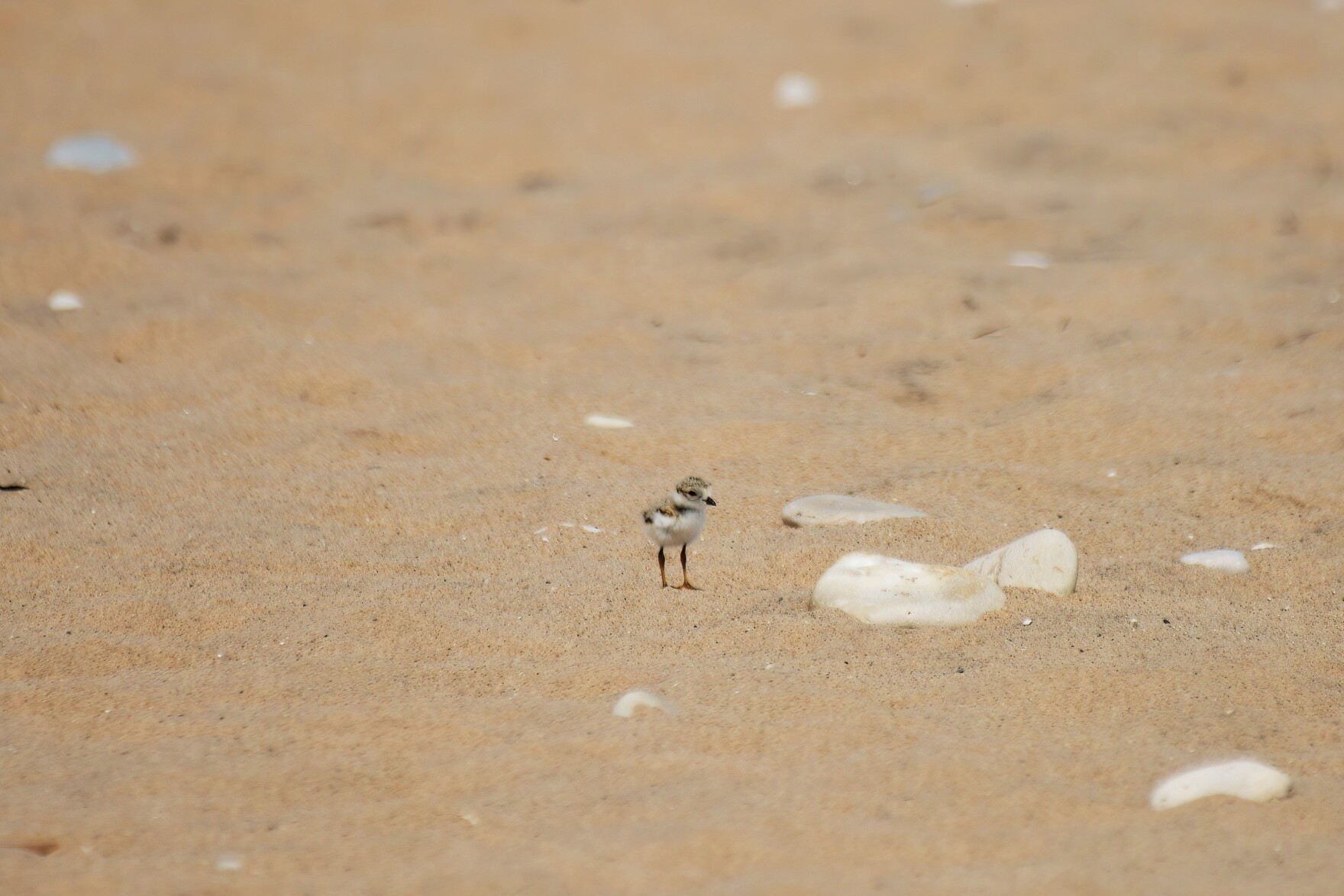 a small plover stands on the sand.  the framing makes it look tiny compared to its surroundings