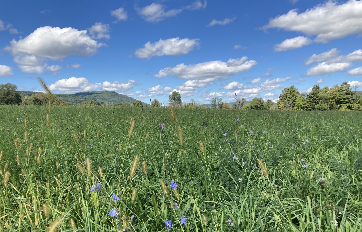 a grassy field with occasional reeds and tiny blue flowers, on a beautiful sunny day with a few white clouds and a rolling mountain in the distance