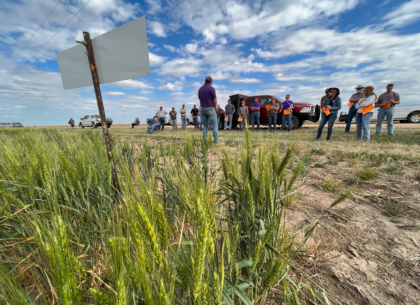 A field of green wheat, a team of people with orange clipboard meets behind it.