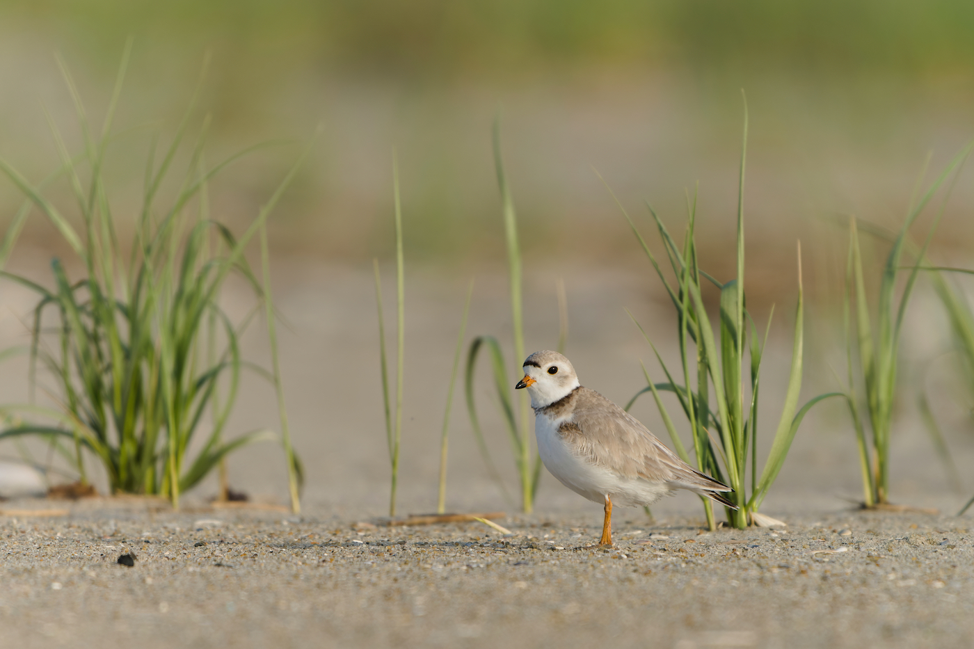 A plover with an orange beak and filled out brown feathers on its back stands alert in the sand with green grass blades sticking up behind it.