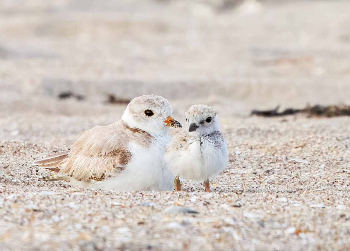 To the left, a piping plover parent sits in the sand, with some sand on its beak. A chick about half its size is on its right, standing upright in the sand.