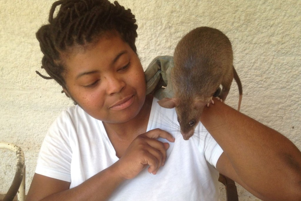 Dr. Danielle Lee sits in a white shirt looking at a large pouched rat perched on her shoulder