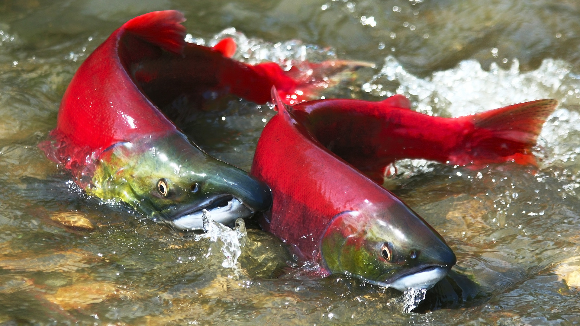 two red salmon in shallow river in symmetric position