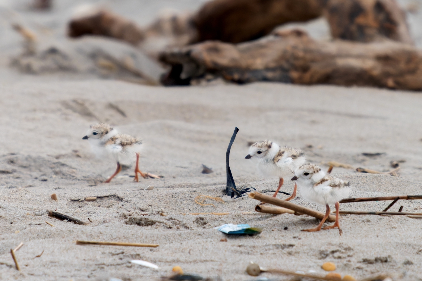 three tiny, fluffy birds with orange legs about the same length as their bodies stand in profile facing the left of the frame. Around them is beach debris (twigs, plastic bag pieces), which looks huge compared to the birds.
