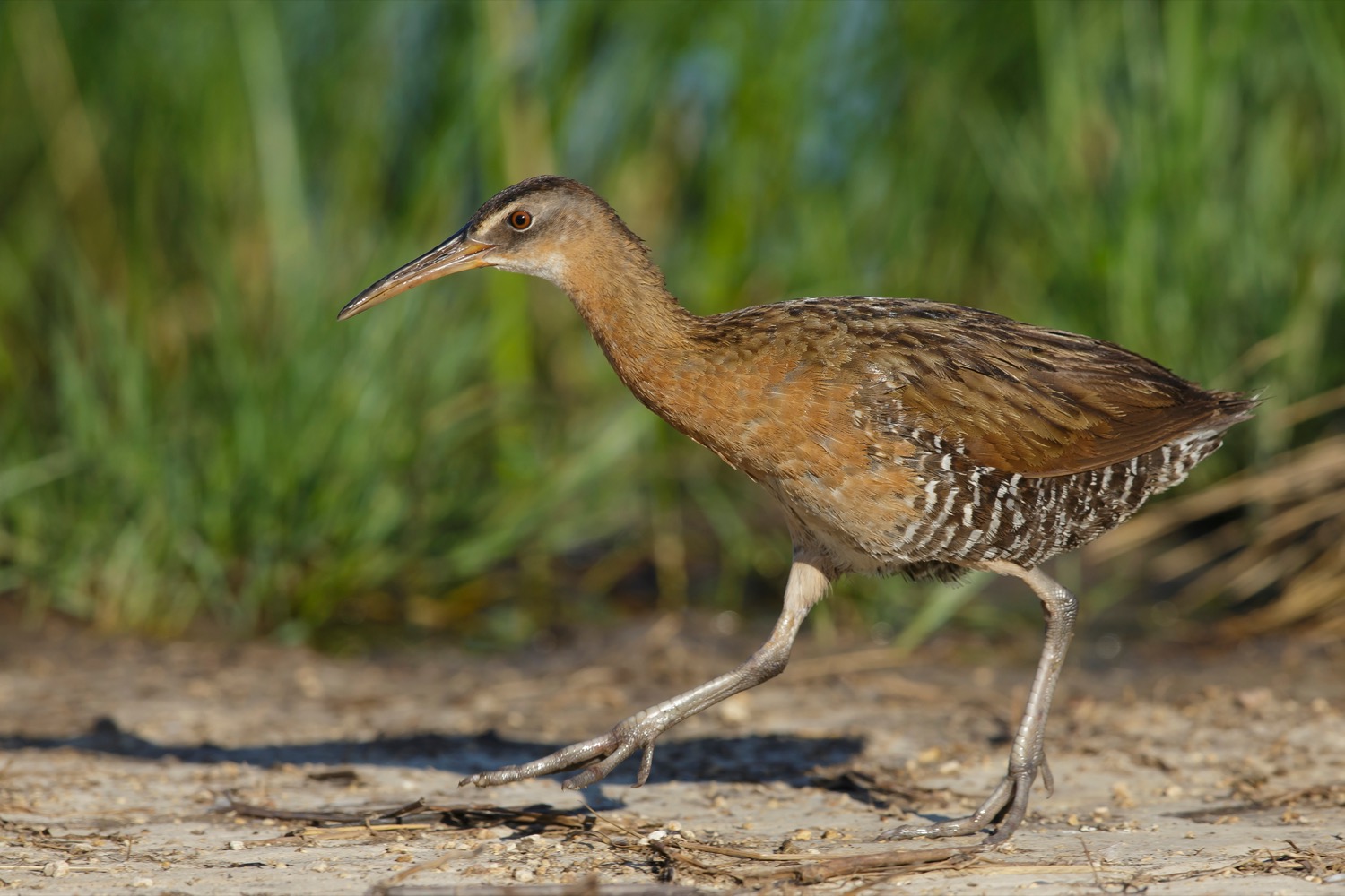a brownish bird with a longer than average neck walks on the ground with tall grass behind it