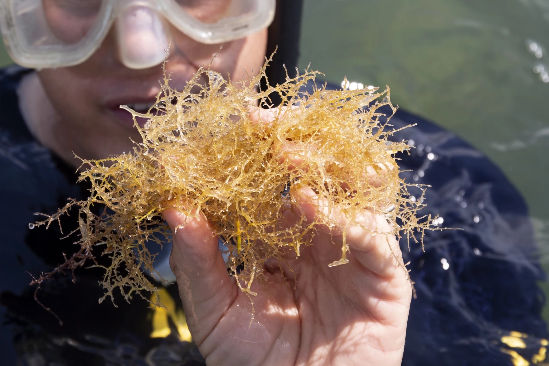 a diver wearing goggles and a wetsuit holds up a clump of stringy yellow seagrass, which looky slightly spikier than regular grass