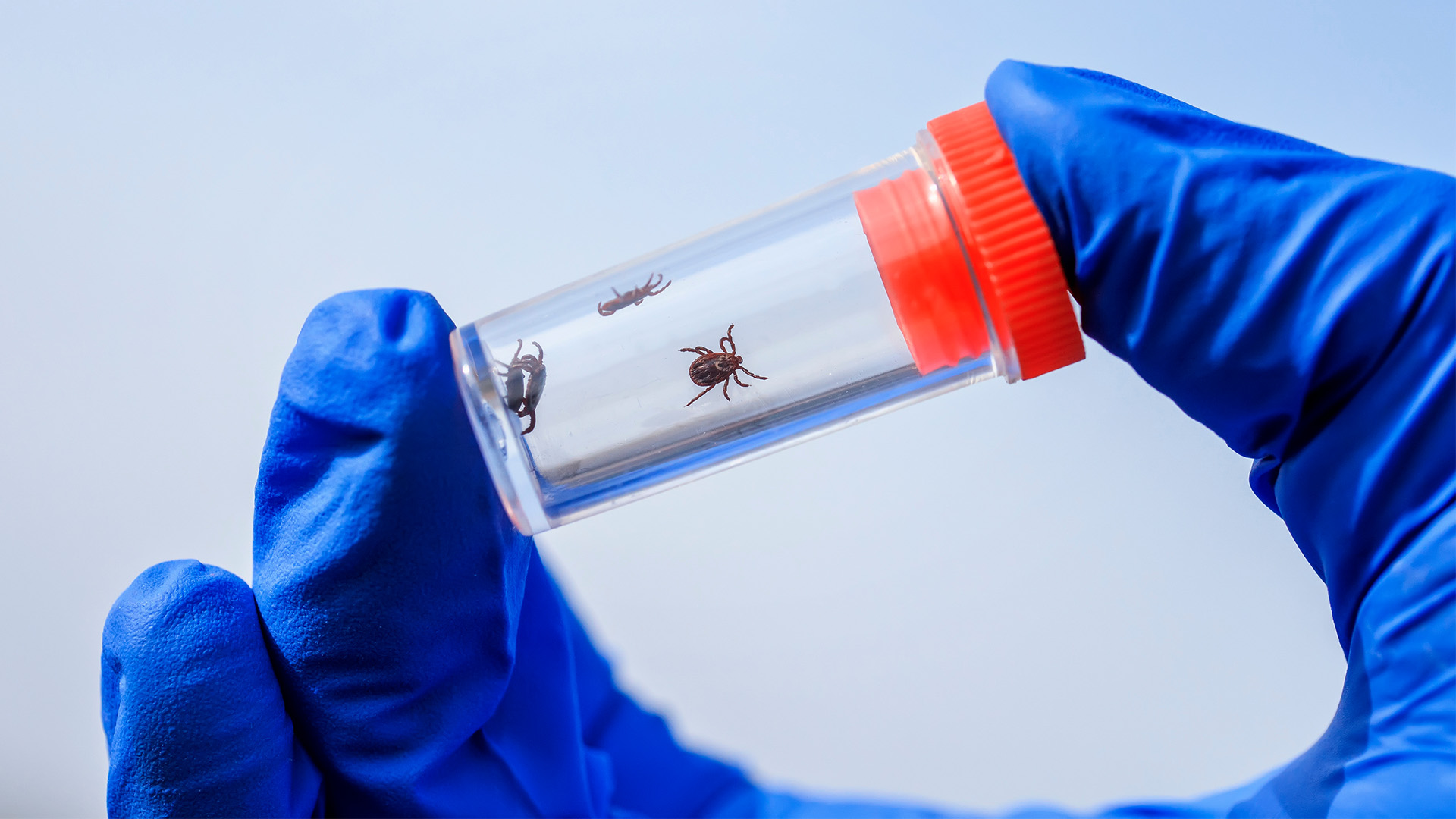 a blue latex gloved hand holds a small vial, in which are three small brown ticks, between two fingers