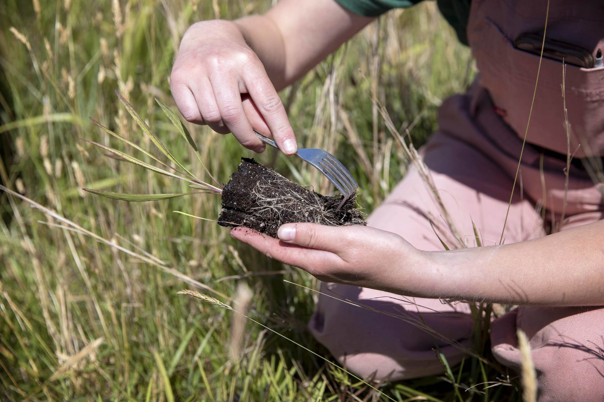 A pair of hands run a fork with prongs bent in a 90 degree angle across the side of a soil pod containing a seedling sprout.