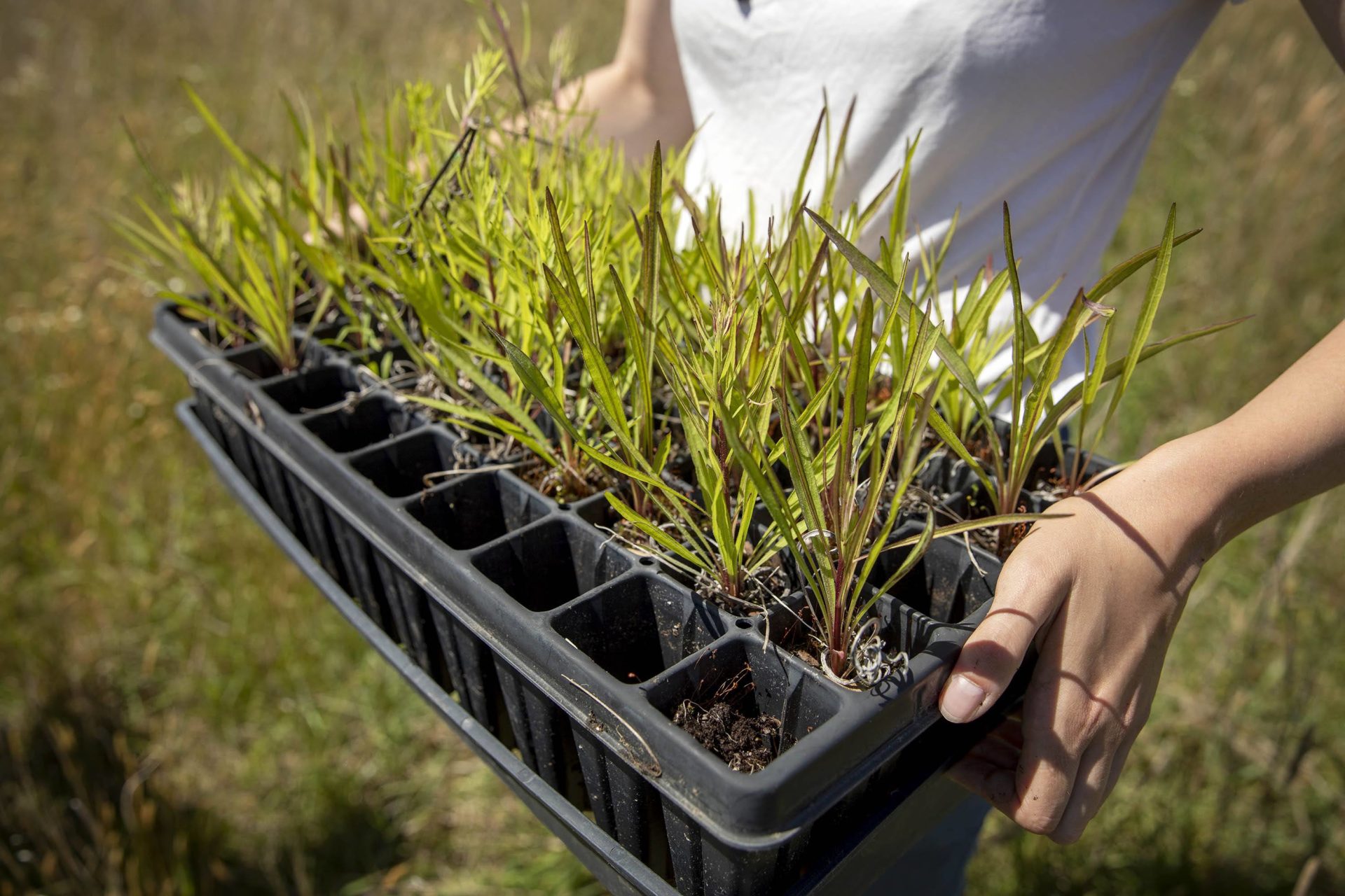 Someone in the field holding a box of seedlings, with tall grasses shooting out of the dirt pods. 