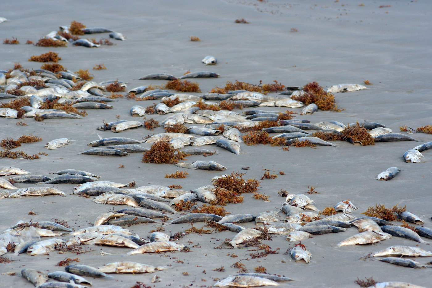 Dozens of dead silver fish piled on top of each other and side by side among read kelp on a beach. 