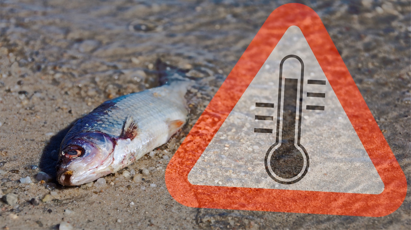 Fish mortality increases as a result of increasing water temperatures. 