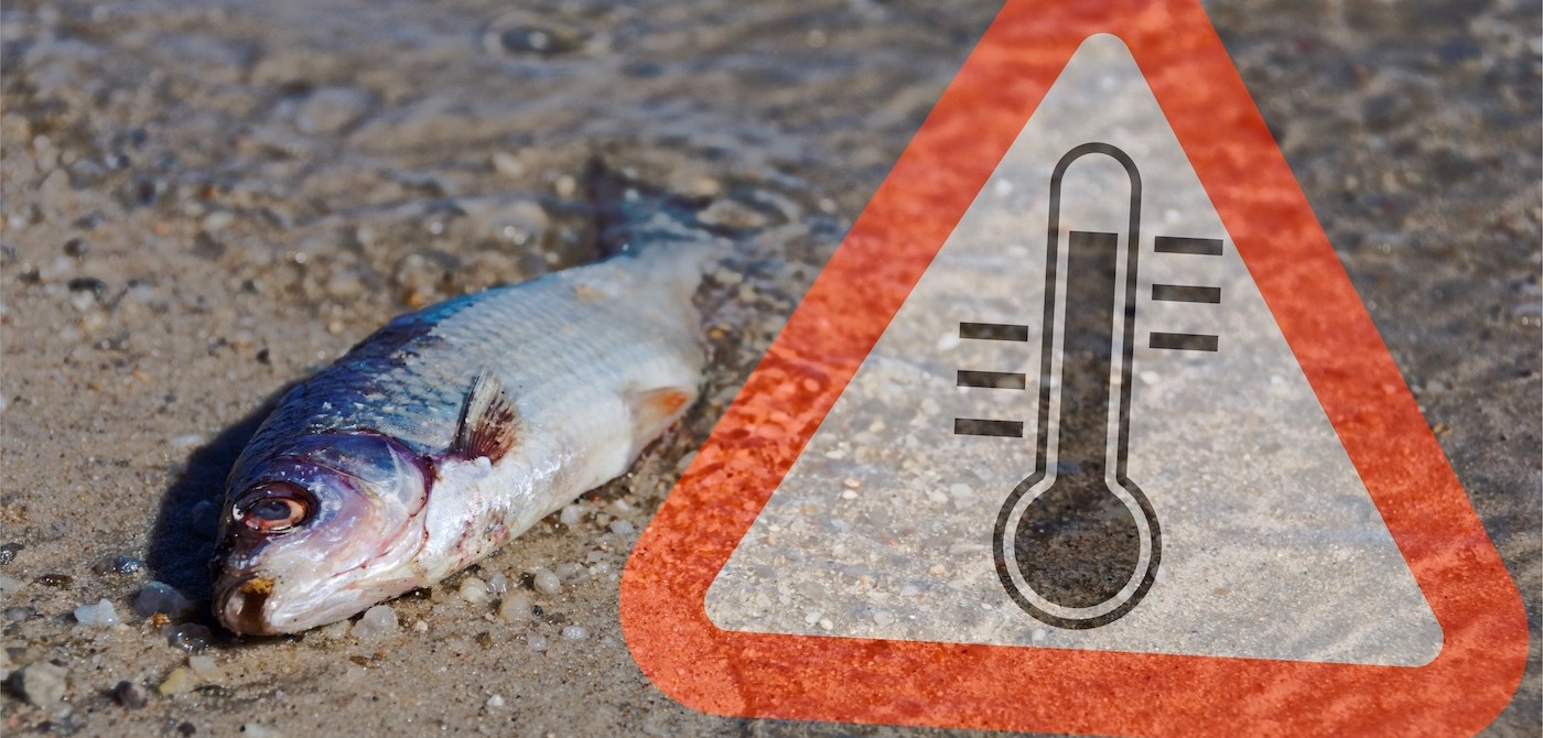 Fish mortality increases as a result of increasing water temperatures.