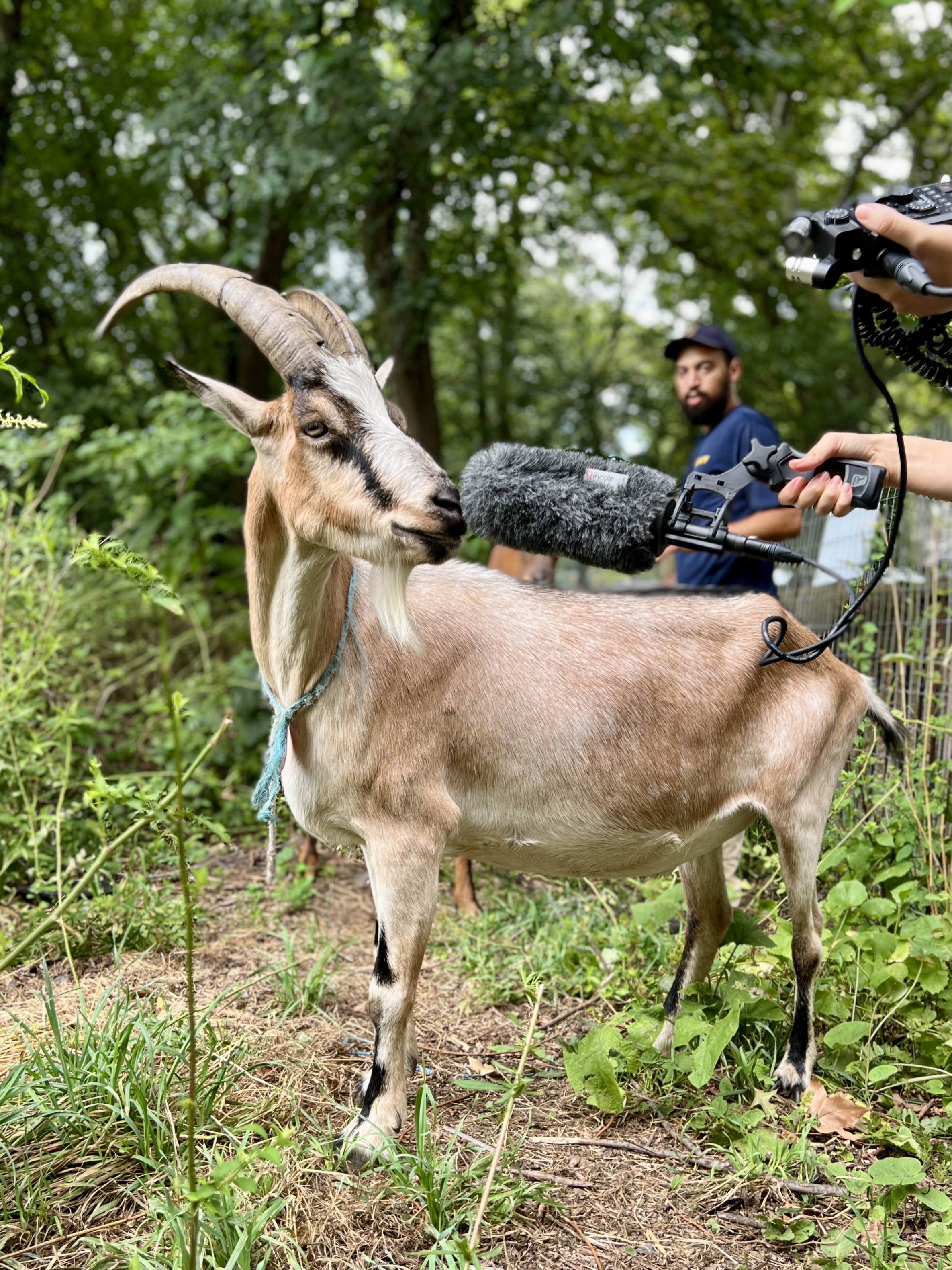 A big fuzzy mic is held up to the face of a cream-colored goat standing on a verdant trail.