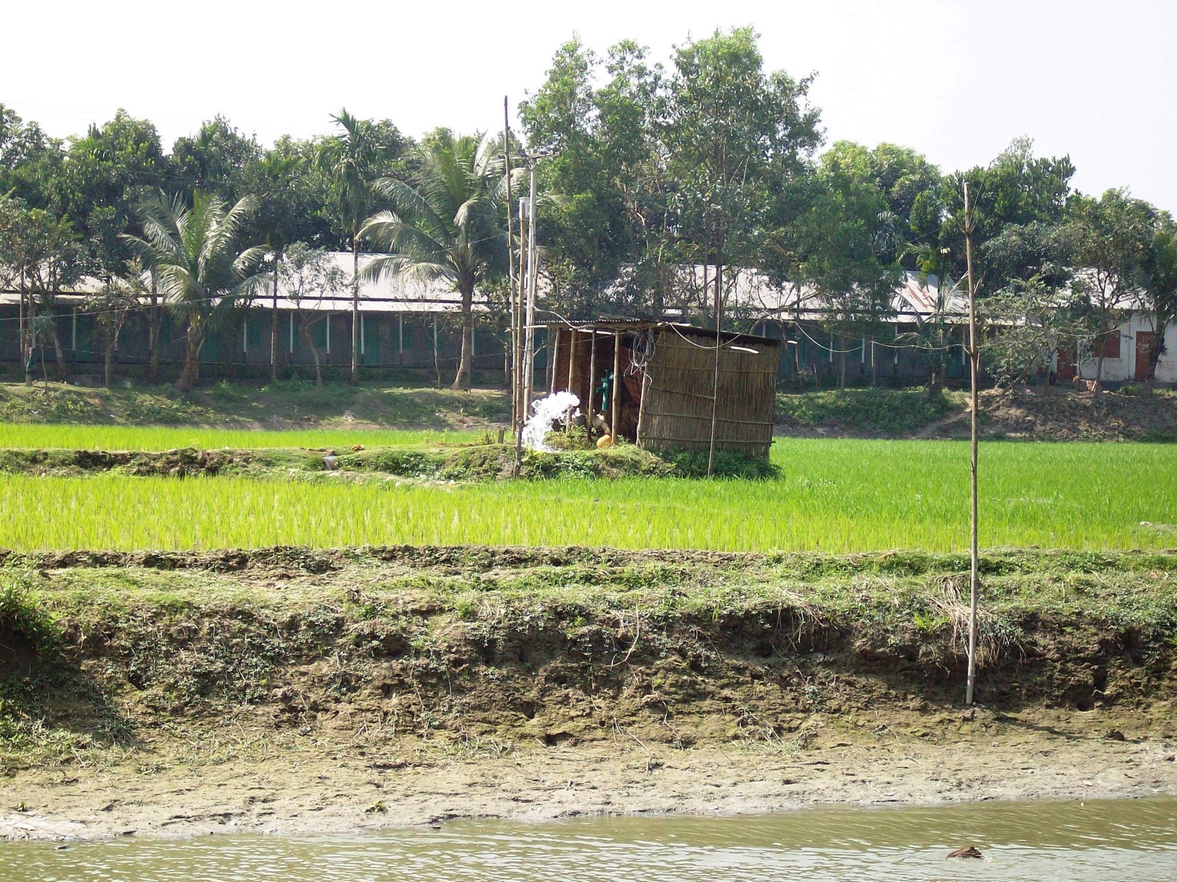 a shed in a field with houses in the background constructed out of reeds containing metal pipes and some of electric device. steam or smoke eminates from one of the pipes