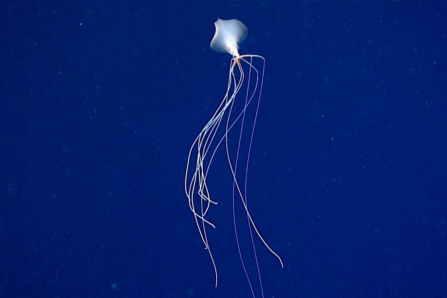 a light pink squid with a small large set of fins swimming in near the seafloor with its very long 10 appendages flowing behind it