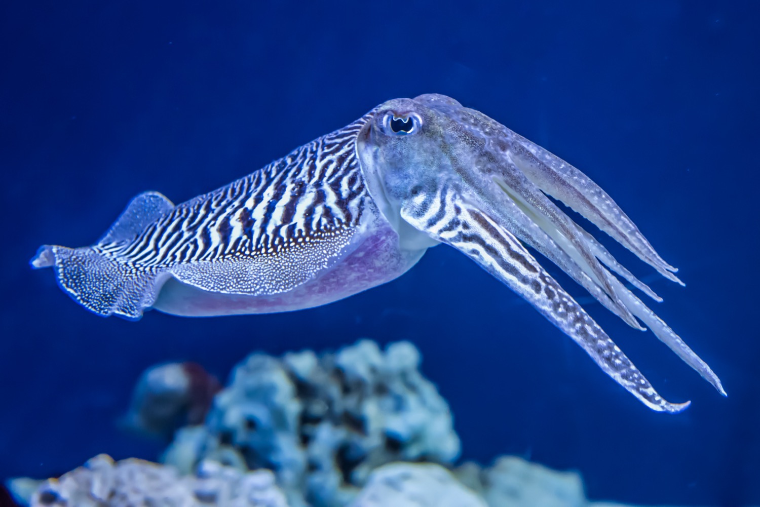 a vaguely football-shaped squid with zebra-like black and white markings. from its mouth section are eight tentacles almost the length of its body