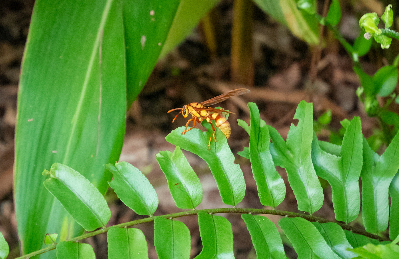 A close up of a yellow and brown wasp resting on a bright green leaf. The wasp is about two inches big, with a large stinger. 