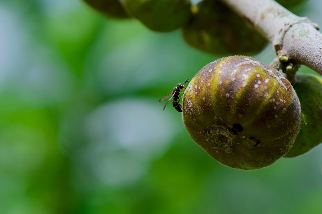 Small black wasp on the surface of a a ripe fig, forest background