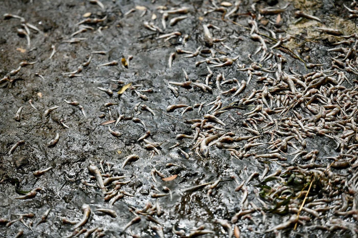 Hundreds of small, dead silver fish trampled in dirty sand, their scales barely glinting in the light.