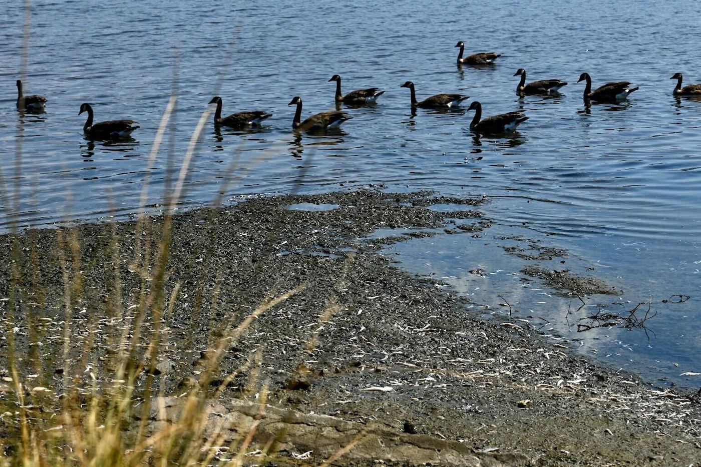 11 geese swim a few meters from a muddy shore where the remains of fish lie.