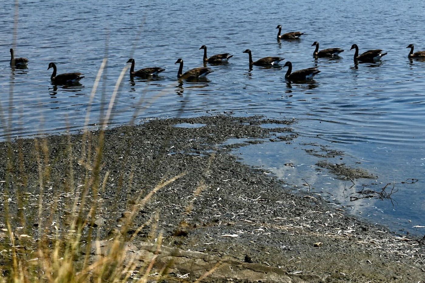 11 geese swim just a few feet from a muddy shore where fish remains lie.