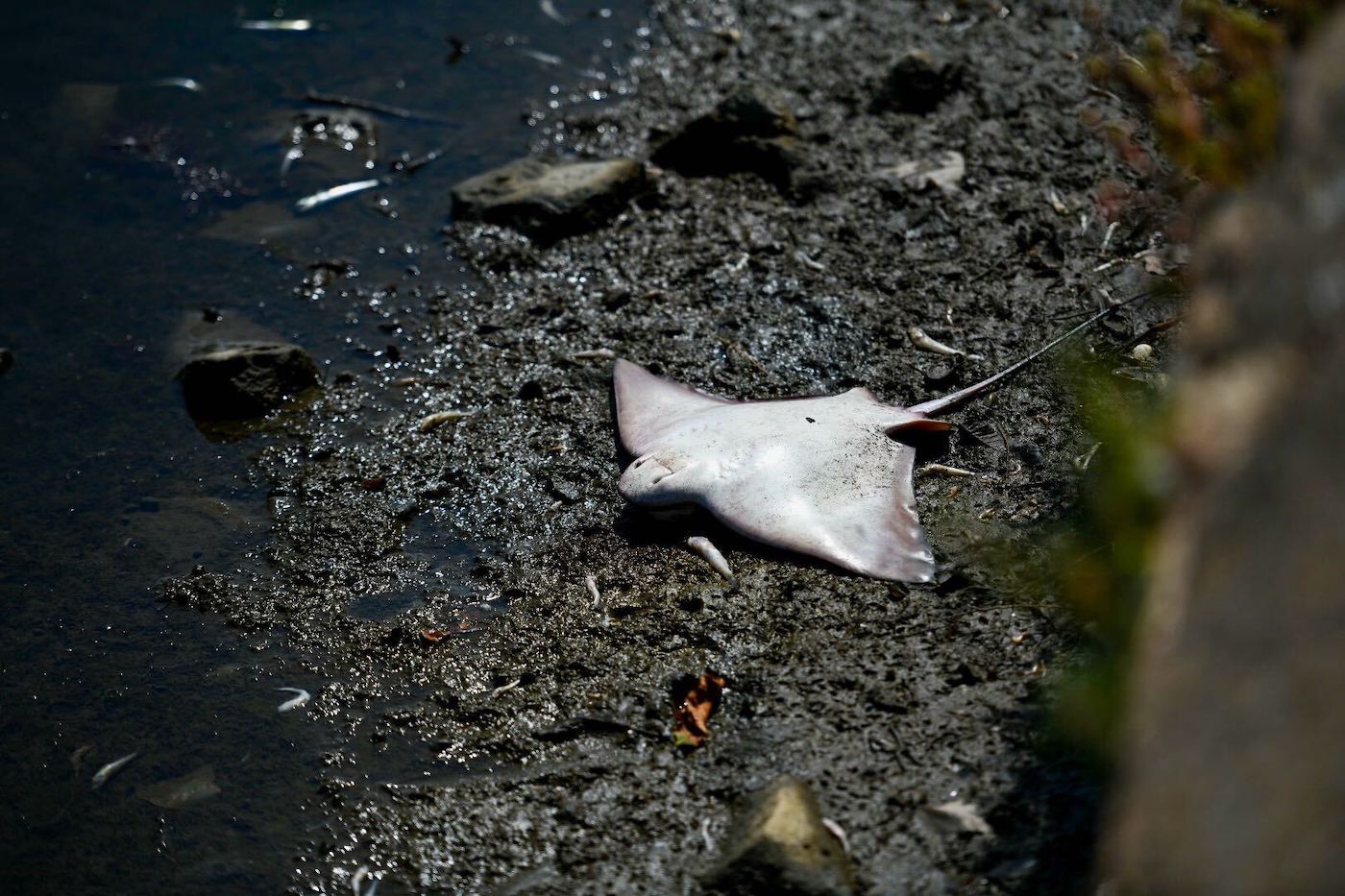 A dirty, muddy shore. Center-frame a bright white sting ray lies upside down, wings and belly to the sky.