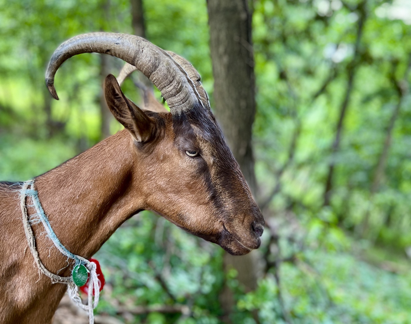 A caramel-brown goat in profile, with a bright green leafy background.